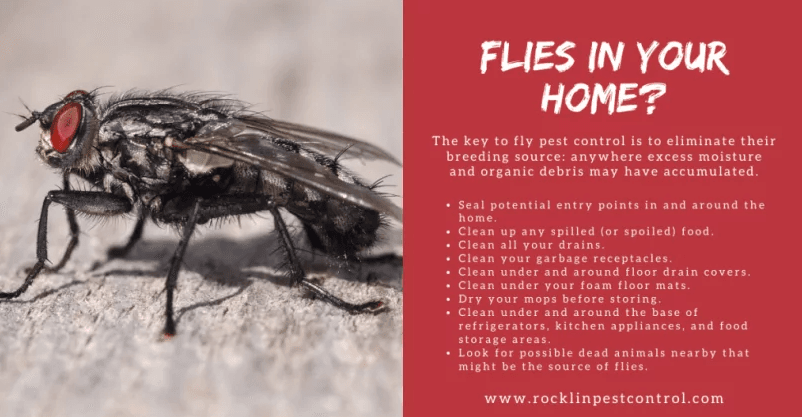 Natural Ways To Get Rid Of House Flies - Payne Pest MGMT